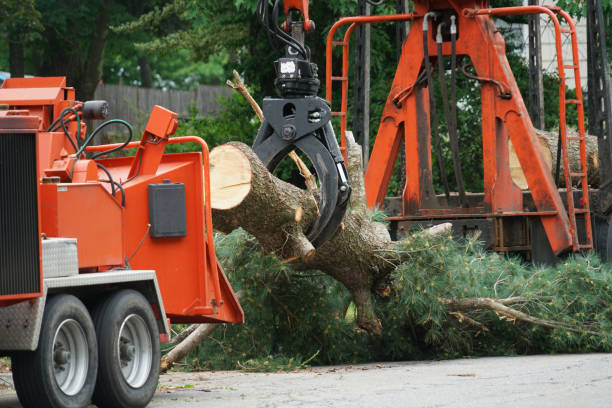 Best Palm Tree Trimming  in Mcleansboro, IL